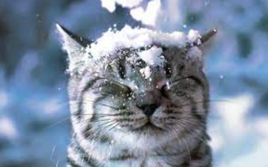 Кіт в снігу, фото