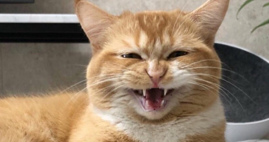 Кіт сміється, фото