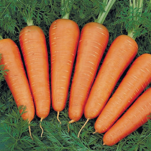 Значение качественных семян моркови для успешного выращивания
