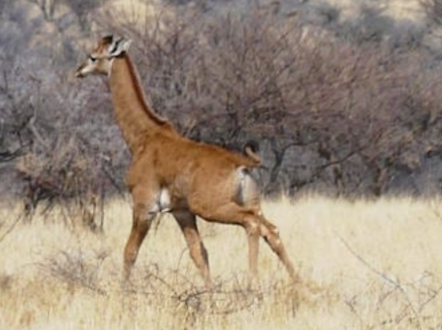 однотонний жираф без плям