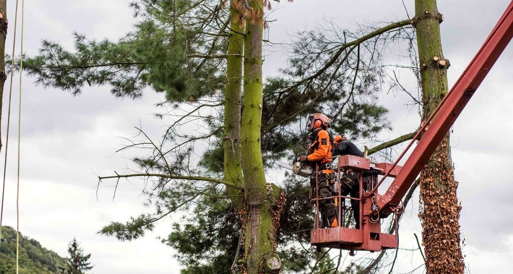 Удаление аварийных деревьев на участках
