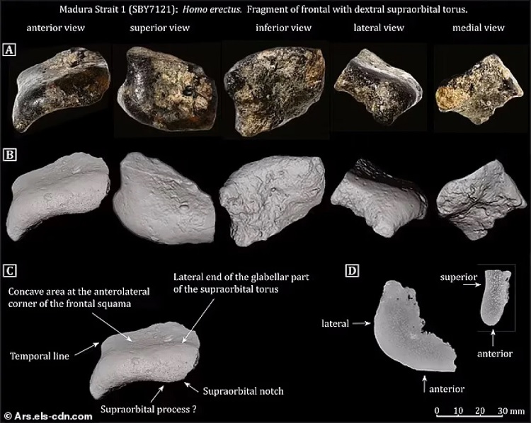 Homo erectus