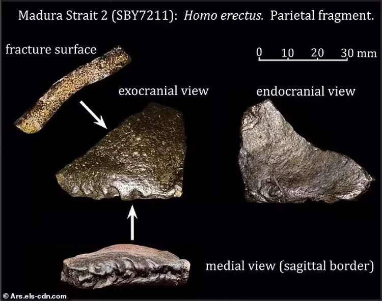 Homo erectus
