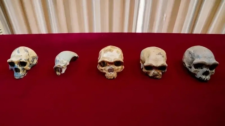 Харбинский череп